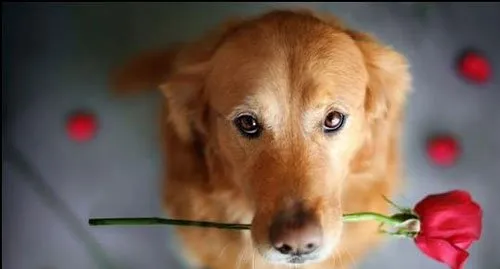 狗狗掉毛的各种情况 | 宠物狗病虫害防治