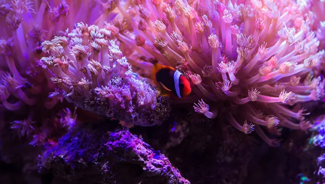 【观赏鱼图片】海水观赏鱼高清图片 | 水族宠物图片