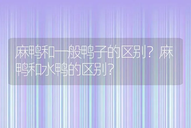 麻鸭和一般鸭子的区别？麻鸭和水鸭的区别？ | 家禽养殖