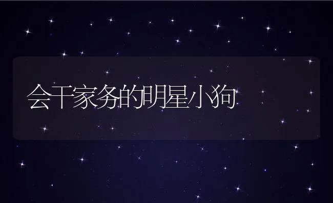 会干家务的明星小狗 | 宠物猫