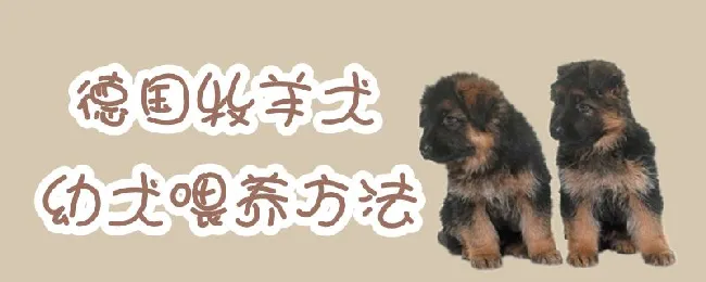 德国牧羊犬幼犬喂养方法 | 宠物病虫害防治