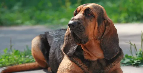 寻血猎犬的形态特征 颈部和头部皮肤上有褶皱 | 养宠入门知识