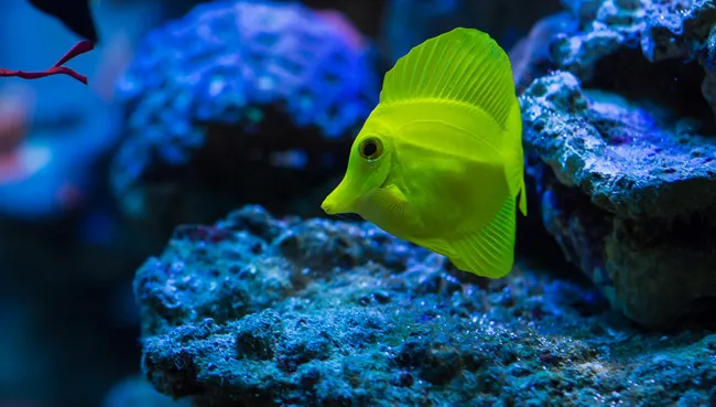 【观赏鱼图片】海水观赏鱼高清图片 | 水族宠物图片