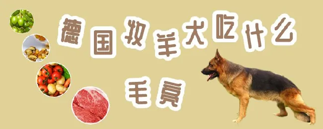 德国牧羊犬吃什么毛亮 | 宠物病虫害防治