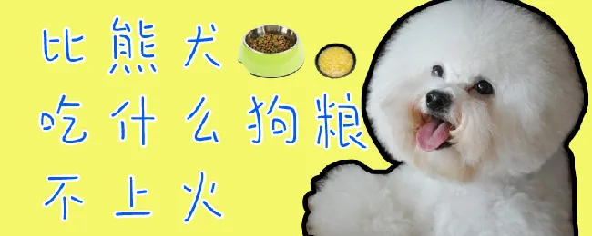 比熊犬吃什么狗粮不上火 | 宠物病虫害防治