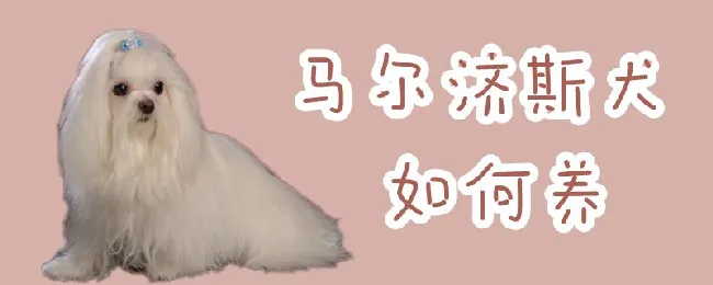 马尔济斯犬如何养 | 宠物病虫害防治