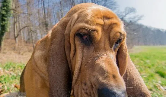 寻血猎犬怎么修剪指甲 寻血猎犬剪指甲方法 | 宠物病虫害防治