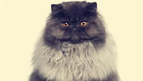 波斯猫的寿命有多久 | 宠物百科知识