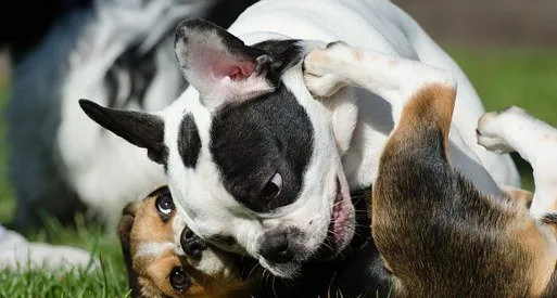 阿拉斯加能不能吃钙片,阿拉斯加犬吃什么钙片 | 宠物百科知识