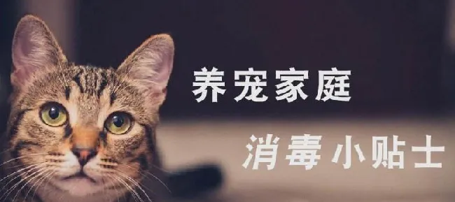 猫能闻84消毒液吗? 如何为猫咪选择消毒液? | 宠物猫病虫害防治