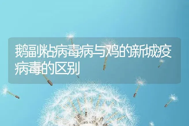 鹅副粘病毒病与鸡的新城疫病毒的区别 | 家禽养殖