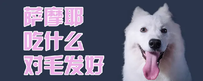 萨摩耶吃什么对毛发好 | 宠物病虫害防治