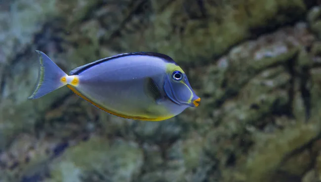 【观赏鱼图片】漂亮的观赏鱼高清组图 | 水族宠物图片