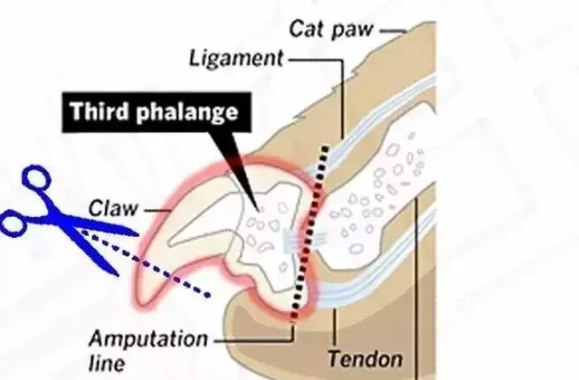 猫咪为何喜欢用爪子搞破坏，怎么办？ | 宠物猫训练