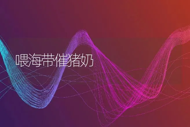 喂海带催猪奶 | 动物养殖