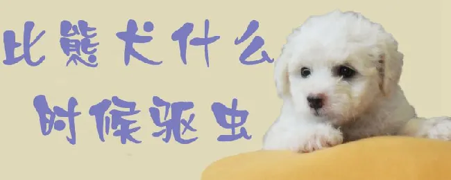 比熊犬什么时候驱虫 | 宠物病虫害防治