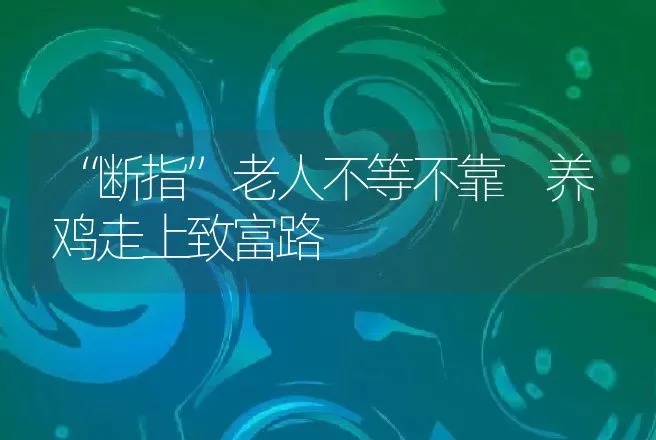 “断指”老人不等不靠 养鸡走上致富路 | 养殖致富