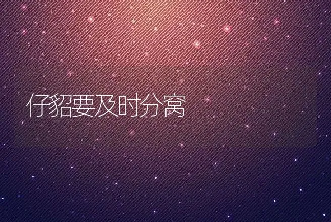 仔貂要及时分窝 | 动物养殖