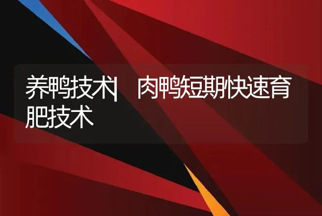 养鸭技术|肉鸭短期快速育肥技术 | 家禽养殖