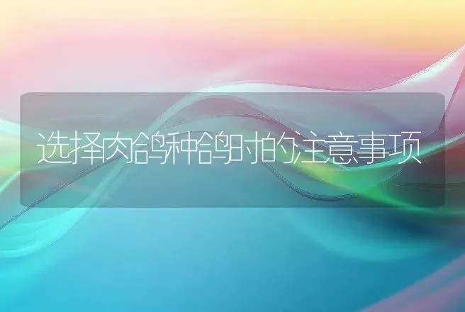 选择肉鸽种鸽时的注意事项 | 家禽养殖