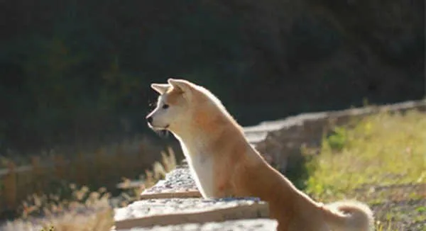 怎样选购好的秋田犬 | 宠物狗选购技巧