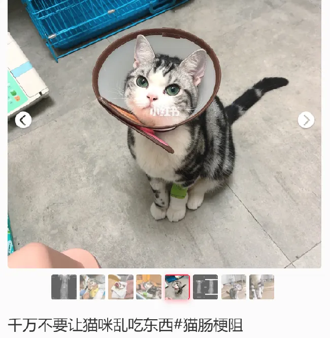 网友出差半个月，猫咪独自在家死亡！留8斤猫粮害死了银渐层 | 宠物百科知识