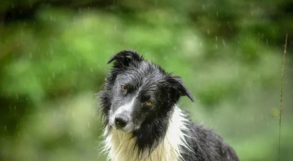 边牧犬如何训练 | 养宠入门知识