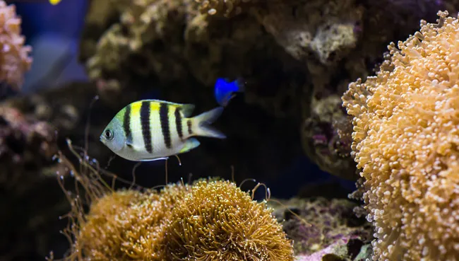 【观赏鱼图片】漂亮的观赏鱼高清组图 | 水族宠物图片