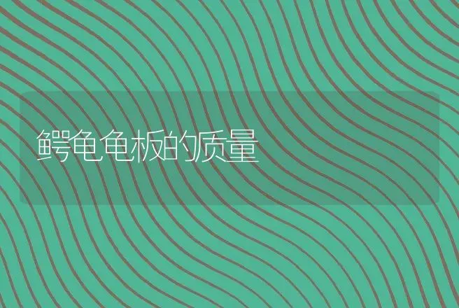 鳄龟龟板的质量 | 动物养殖