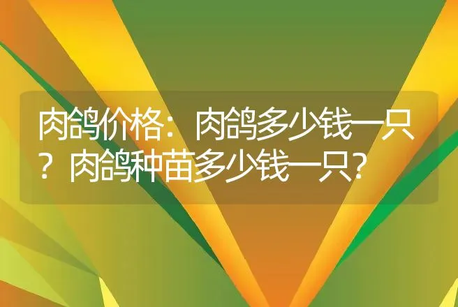 肉鸽价格：肉鸽多少钱一只？肉鸽种苗多少钱一只？ | 特种养殖