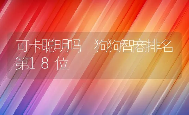 可卡聪明吗 狗狗智商排名第18位 | 宠物猫