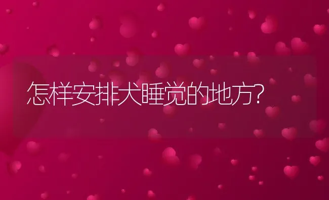 怎样安排犬睡觉的地方? | 宠物病虫害