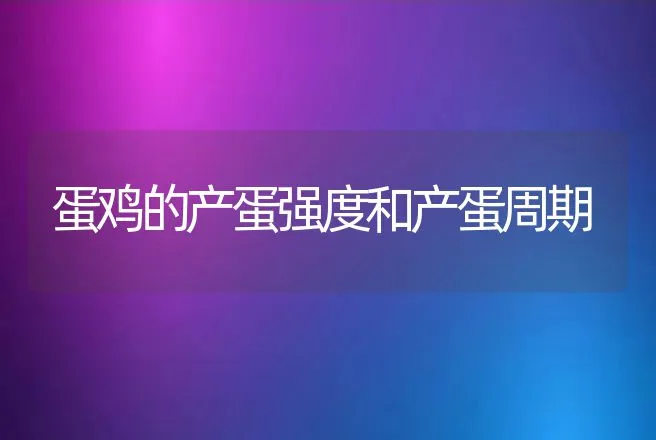 蛋鸡的产蛋强度和产蛋周期 | 家禽养殖