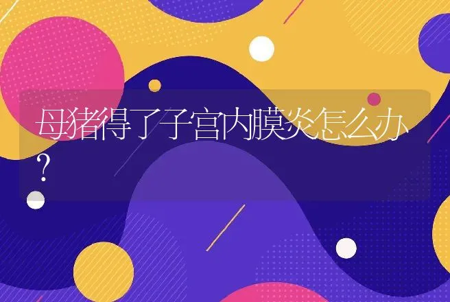 母猪得了子宫内膜炎怎么办？ | 兽医知识大全