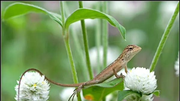 【蜥蜴图片】花朵上驰骋的花蜥蜴 | 另类宠物图片