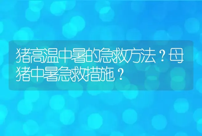 猪高温中暑的急救方法？母猪中暑急救措施？ | 兽医知识大全