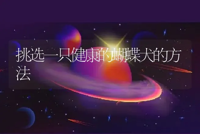 挑选一只健康的蝴蝶犬的方法 | 动物养殖