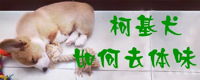 柯基犬如何去体味 | 宠物病虫害防治