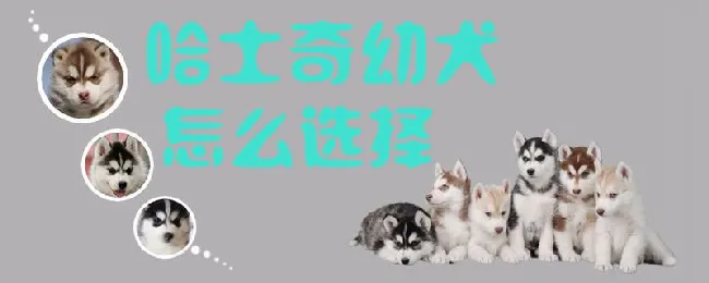 哈士奇幼犬怎么选择 | 养宠入门知识