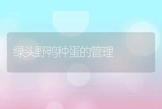 绿头野鸭种蛋的管理 | 特种养殖