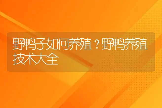 野鸭子如何养殖？野鸭养殖技术大全 | 家禽养殖