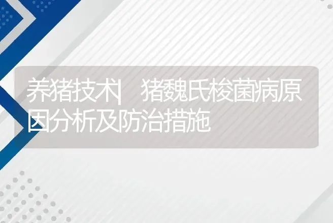 养猪技术|猪魏氏梭菌病原因分析及防治措施 | 家畜养殖