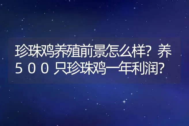 珍珠鸡养殖前景怎么样？养500只珍珠鸡一年利润？ | 养殖致富