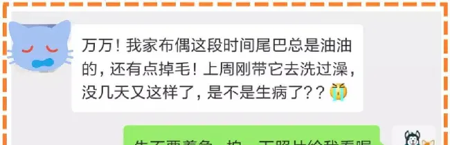 夏天到了!“油尾巴”也开始出来害猫了 | 宠物猫病虫害防治