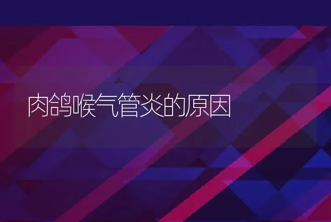 肉鸽喉气管炎的原因 | 动物养殖