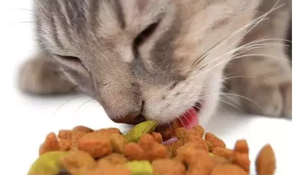 猫咪吃生骨肉的这些好处，是别的食物都比不了的 | 宠物猫饲养