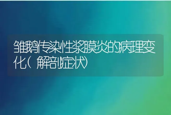 雏鹅传染性浆膜炎的病理变化(解剖症状) | 家禽养殖