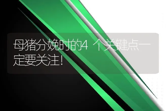 母猪分娩时的4个关键点一定要关注！ | 兽医知识大全