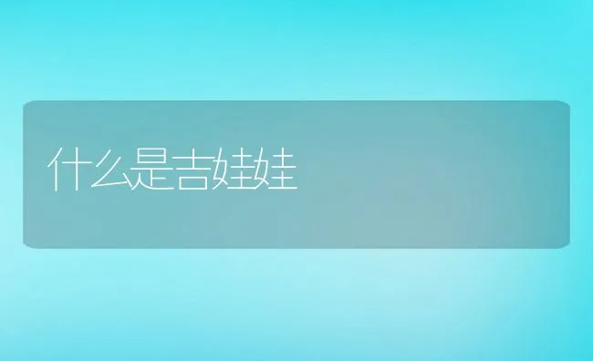 什么是吉娃娃 | 宠物训练技巧