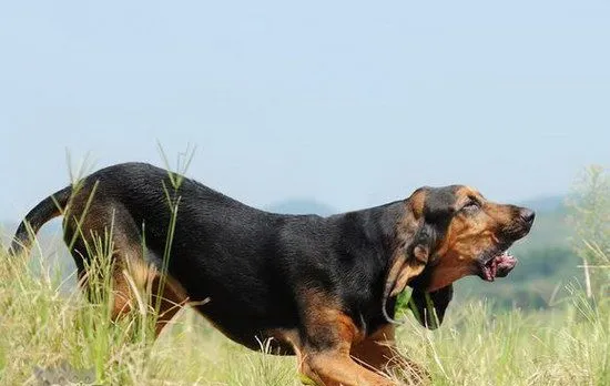 寻血猎犬发烧怎么解决 寻血猎犬发烧处理方案 | 宠物病虫害防治